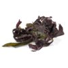 Organic-Sea-Salad-100g-Sussex-Wholefoods-Multi