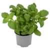 Tesco-Basil-Medium-Pot-2