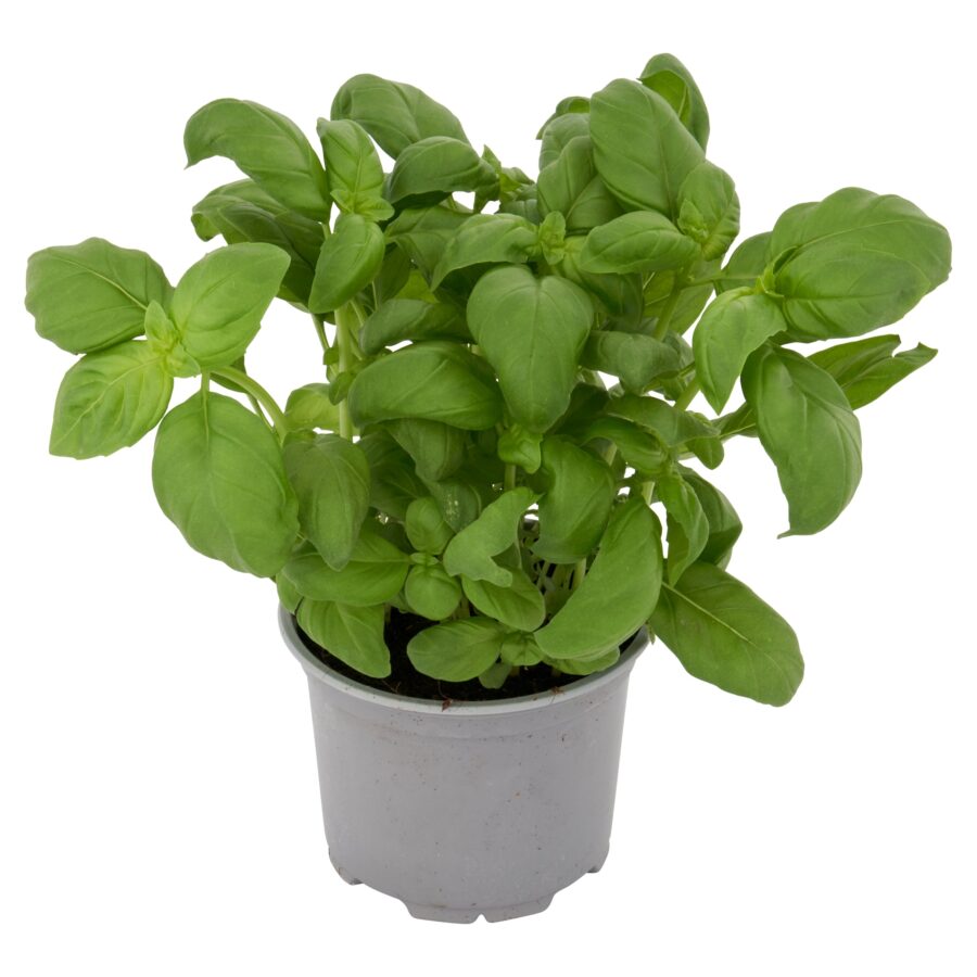 Tesco-Basil-Medium-Pot-2