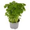 Tesco-Curled-Parsley-Medium-Pot-2