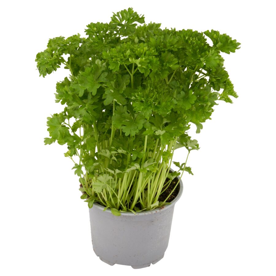 Tesco-Curled-Parsley-Medium-Pot-2