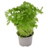 Tesco-Flat-Leaf-Parsley-Medium-Pot-2