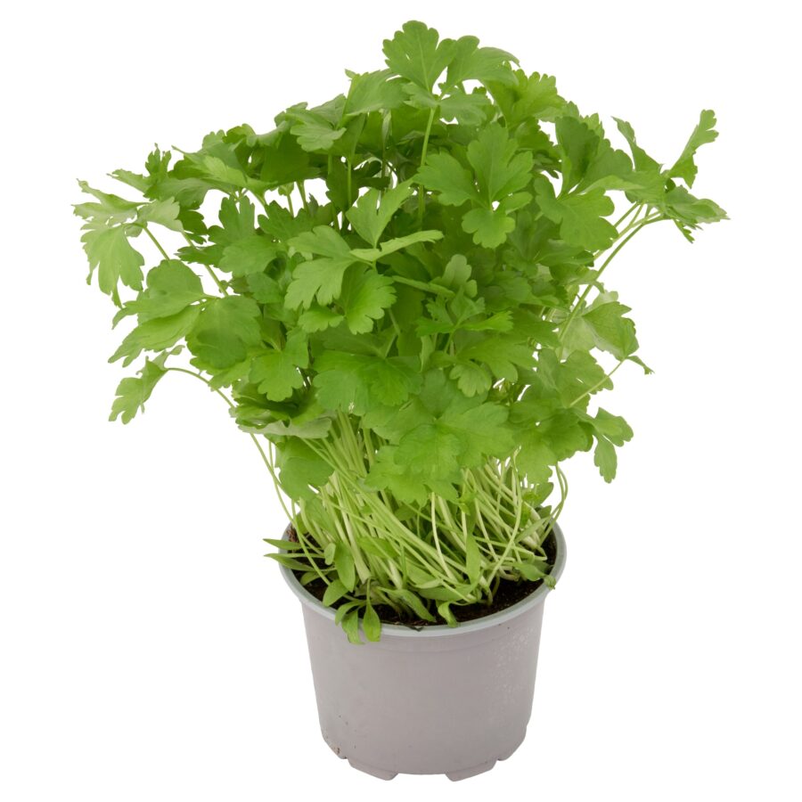 Tesco-Flat-Leaf-Parsley-Medium-Pot-2