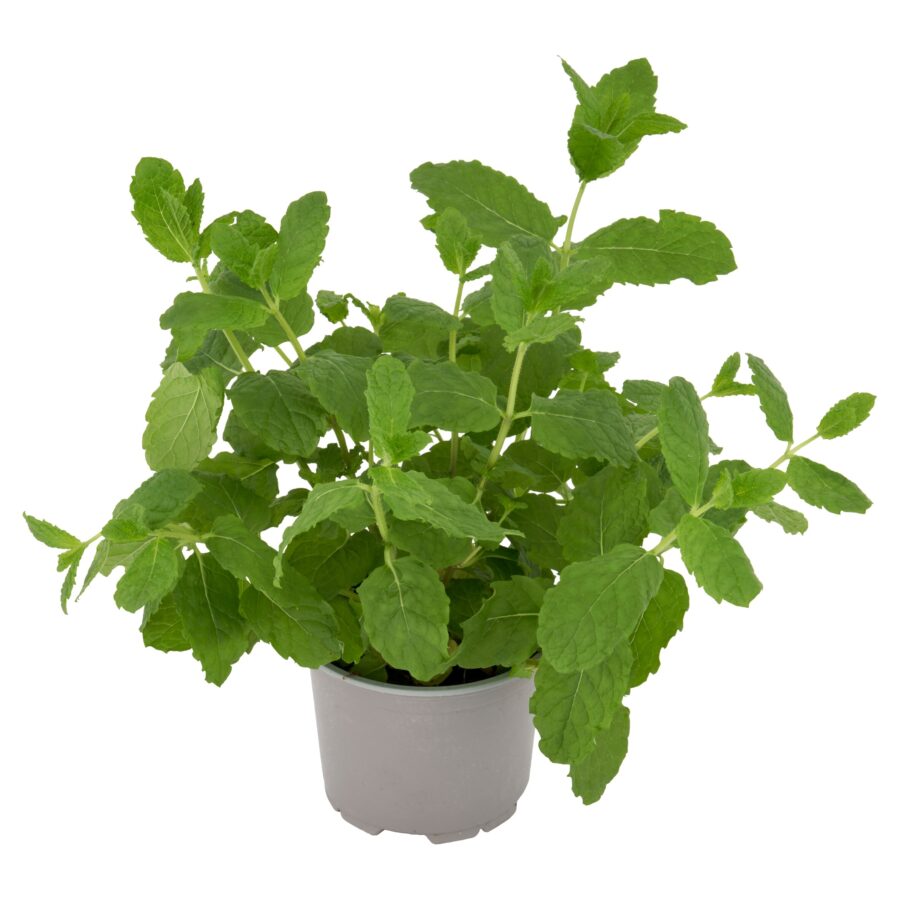 Tesco-Growing-Mint-Medium-Pot-2